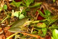 Squirrel Treefrog (Hyla squirella)