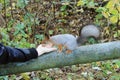 Squirrel trumpet eat peanuts with a hand in the park