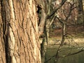 Squirrel, trunk, water and branches. Nature and environment