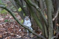 squirrel trying to eat in hyde park in london