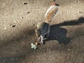 Squirrel in Tudor Barn Eltham