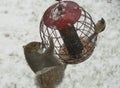 A squirrel and a tufted titmouse sharing seeds from a bird feeder in the winter Royalty Free Stock Photo