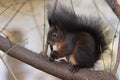 Squirrel with uncommon fur, light red and dark borwn, eating some bark Royalty Free Stock Photo