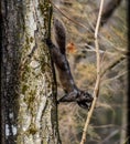 Squirrel up to the task perched in its tree