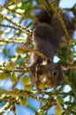 Squirrel Upside-Down