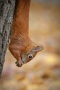 Squirrel upside down Royalty Free Stock Photo