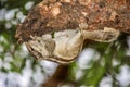 A squirrel upside down