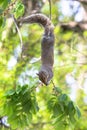 Squirrel upside down on a tree branch