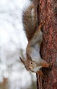 Squirrel upside down on a tree in the forest