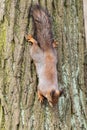 Squirrel upside down Royalty Free Stock Photo