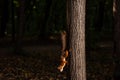 Squirrel upside down on a tree in the woods Royalty Free Stock Photo