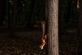 Squirrel upside down on a tree in the woods