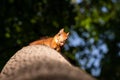 Squirrel upside down on a tree in the woods