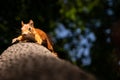 Squirrel upside down on a tree in the woods Royalty Free Stock Photo