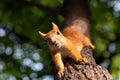 Squirrel upside down on a tree in the woods