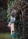 Squirrel on a bird feeder Royalty Free Stock Photo