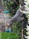 Squirrel on a bird feeder Royalty Free Stock Photo