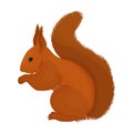 Squirrel vector icon.Cartoon vector icon isolated on white background squirrel. Royalty Free Stock Photo