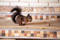 Red squirrel sits on shelf and gnaws walnuts Royalty Free Stock Photo