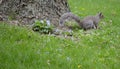 Squirrel and Violets