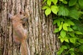 Squirrel with Virginia Creeper Royalty Free Stock Photo