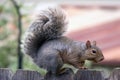 Squirrel visit Royalty Free Stock Photo
