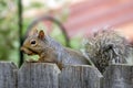 Squirrel visit Royalty Free Stock Photo