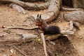 Squirrel waiting for nuts, donated by the visitor Royalty Free Stock Photo