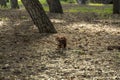 A squirrel is walking through a field of leaves Royalty Free Stock Photo