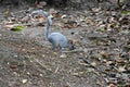 Squirrel walking the forest with dry leaves around it. Royalty Free Stock Photo