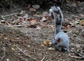 Squirrel walking in the forest with dry leaves around it. Royalty Free Stock Photo