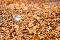 Squirrel walking on leaves Royalty Free Stock Photo