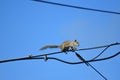 Squirrel walking on power cable