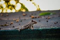 Squirrel walking on roof