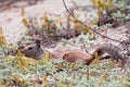 Squirrel walking in tall vegetation in the wilderness. Royalty Free Stock Photo