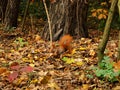 Squirrel, walnut and autumn.