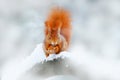 Squirrel with walnut, big orange tail. Feeding scene on the tree. Cute orange red squirrel eats a nut in winter scene with snow, Royalty Free Stock Photo