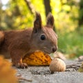 Squirrel and walnut