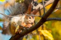 Squirrel holds a walnut in its paws Royalty Free Stock Photo