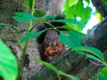 A squirrel on a walnut tree eats a walnut Royalty Free Stock Photo