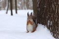 Squirrel with a walnut in winter forest near the tree Royalty Free Stock Photo