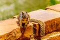 A squirrel wandering around in Zion National Park in Utah, USA Royalty Free Stock Photo