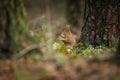 Squirrel. The squirrel was photographed in the Czech Republic. Royalty Free Stock Photo