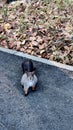 Squirrel watching at camera in the middle of public park Royalty Free Stock Photo