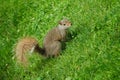 Squirrel watching to the camera Royalty Free Stock Photo