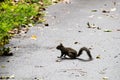 Squirrel on a wet pavement