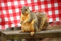 Squirrel who loves campers and picnics