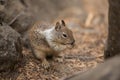 Squirrel in wild Nature Yosemite National Park Landscapes Royalty Free Stock Photo