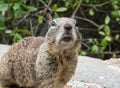 Squirrel will stare you down Royalty Free Stock Photo