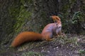 Squirrel on a windy day Royalty Free Stock Photo